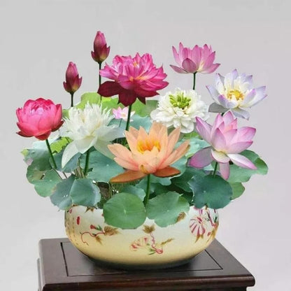 Bonsai Lotus Flower Seeds (Pack of 20) – Easy to Grow, Beautiful Indoor & Outdoor Water Plants