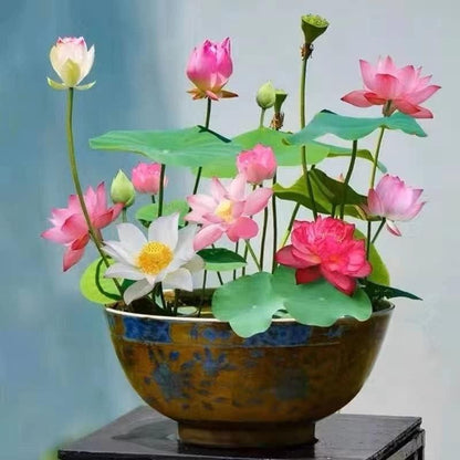 Bonsai Lotus Flower Seeds (Pack of 20) – Easy to Grow, Beautiful Indoor & Outdoor Water Plants