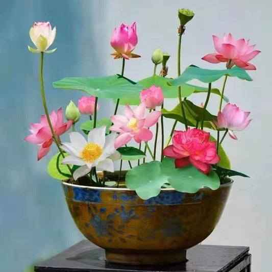 Bonsai Lotus Flower Seeds (Pack of 20) – Easy to Grow, Beautiful Indoor & Outdoor Water Plants