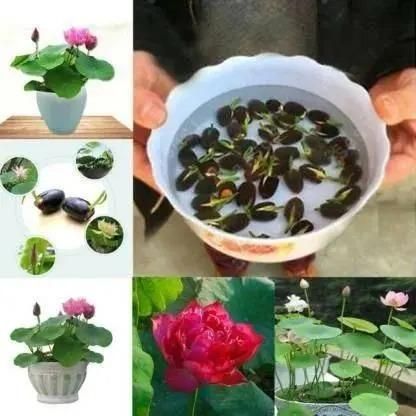 Bonsai Lotus Flower Seeds (Pack of 20) – Easy to Grow, Beautiful Indoor & Outdoor Water Plants